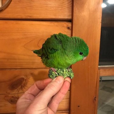 A little green parrot perched atop a floret of broccoli.