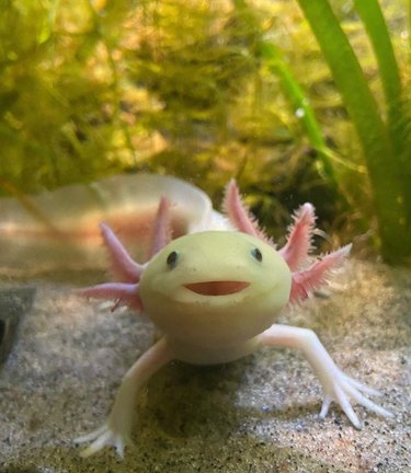 An axolotl smiling at the camera from inside of their tank.