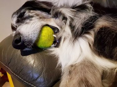 dog sleeping with tennis ball in month
