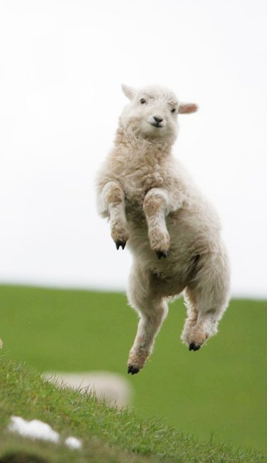 Jumping Sheep