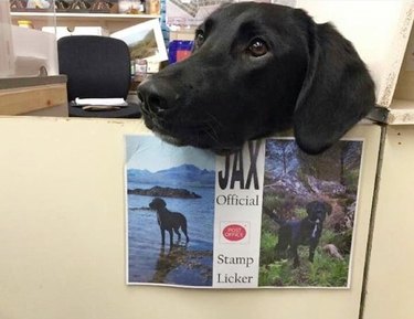 Dog at post office with sign proclaiming him official stamp licker.