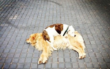 dog sleeps on other dog