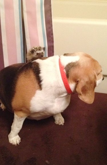 Hedgehog riding on a beagle's back