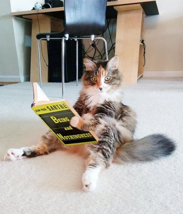 Cat looks alarmed while reading philosophy book.