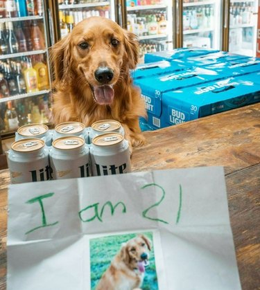dog attempting to buy beer