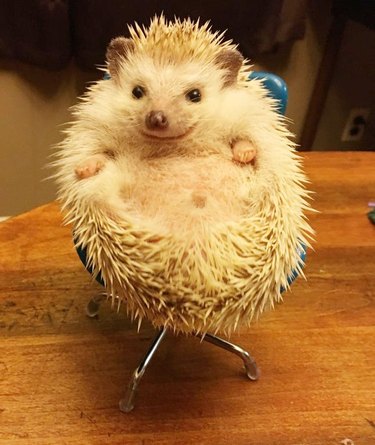 hedgehog in tiny chair