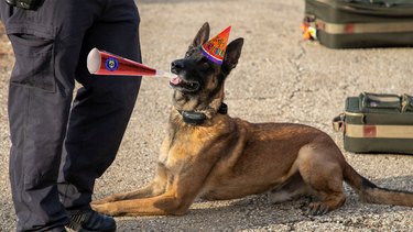 police dog celebrates birthday