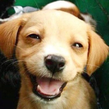 smiling puppy