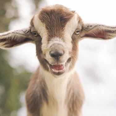 smiling goat