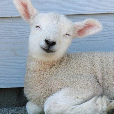 smiling lamb