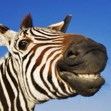 smiling zebra