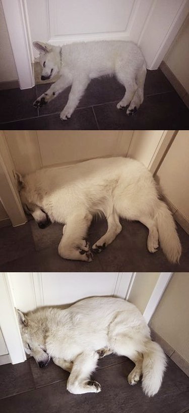 Side-by-side photos of dog sleeping in doorway as a puppy and an adult.