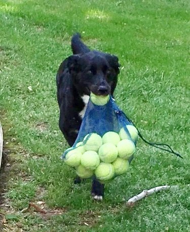 dog carrying tennis balls in bag