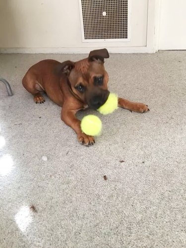 dog chews on tennis balls