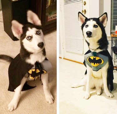 Side-by-side photos of dog in Batgirl costume as a puppy and an adult.