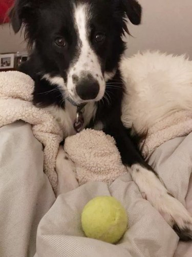 dog wakes up owner with tennis ball