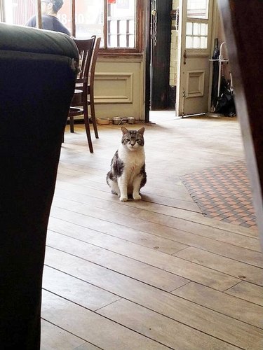 Cat sitting on floor of pub.