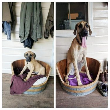Side-by-side photos of dog as a puppy and as an adult in the same bed.