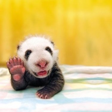 smiling panda