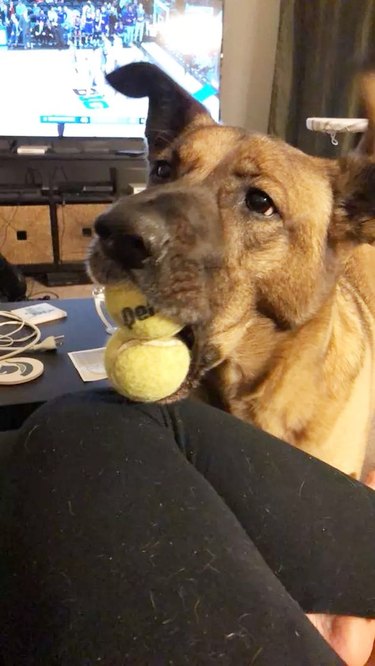 dog loves tennis ball