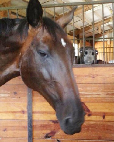 funny horse photobombs serious horse