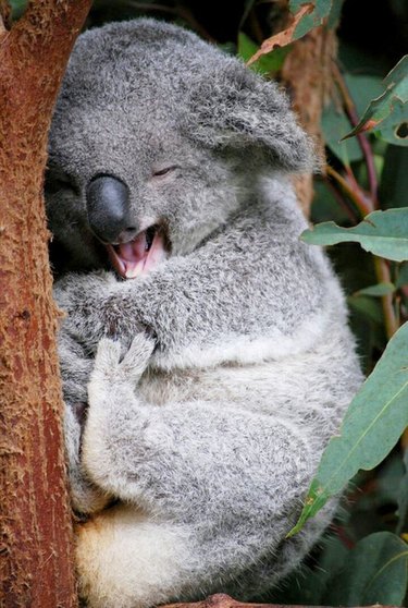 Laughing Koala