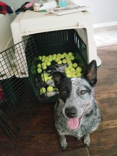 dog puts tennis balls in crate