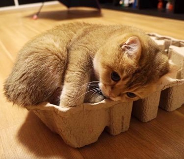 cat sleeping in egg carton