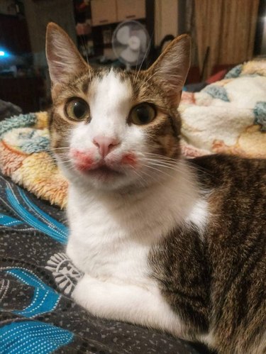 Cat on bed with red lipstick stains around mouth