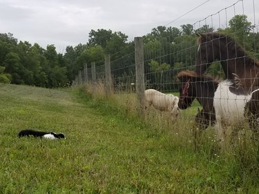 A cat lies flat in the grass beside a wire fence in "stalking mode." On the other side of the fence, three horses are staring at the cat.