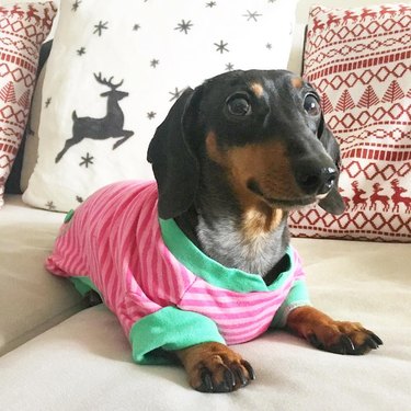 little dog in pajamas