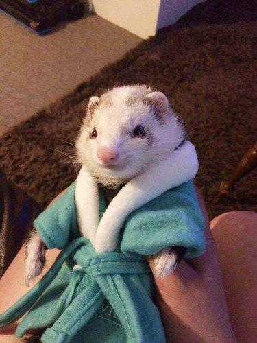 Ferret in a bathrobe.