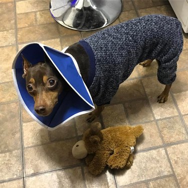 dog in pajamas recovering from surgery