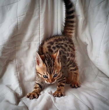 A Bengal kitten is standing on a blanket with their back arched, tail held high, and claws extended.