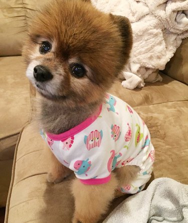 pomeranian in pajamas