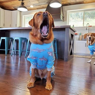 dog yawning in pajamas