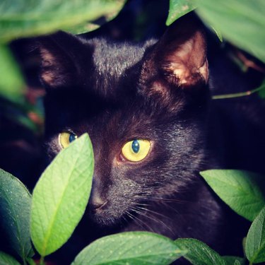 black cat hiding in plant