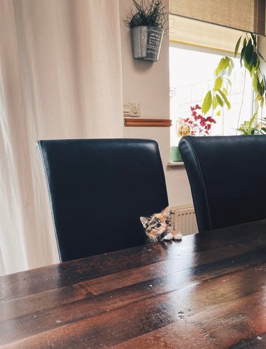 tiny calico kitten seated at dinner table