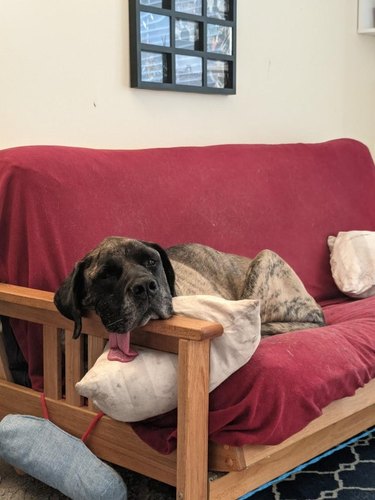 large dog on couch with enormous tongue hanging out
