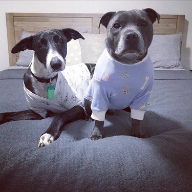 dogs in pajamas