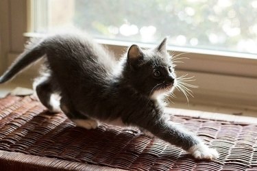 A kitten on a window ledge is crouching in a play pose, with their butt in the air and with one front paw extended.