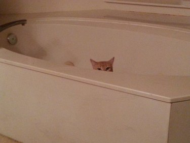 A cat sits in a bathtub with just their eyes and ears visible.
