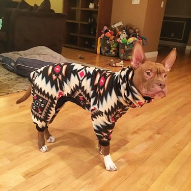 pitbull in pajamas