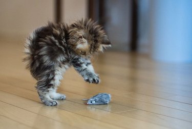 A fluffy kitten pounces on a toy mouse.