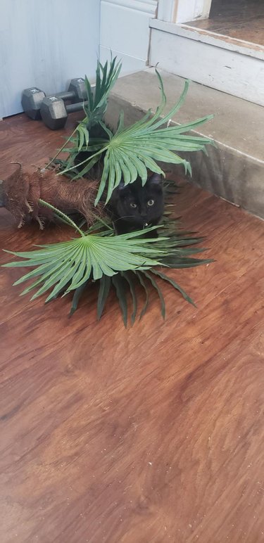 A fake potted plant has been knocked over on a wood floor. In between the leaves of the plant sits a black cat.
