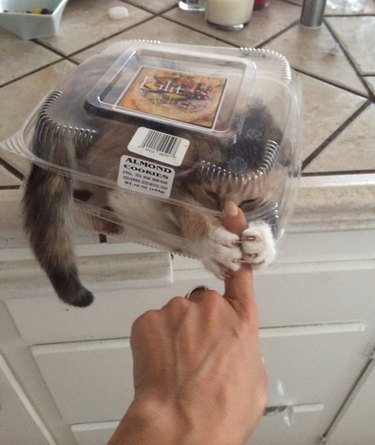 A plastic container, once containing almond cookies, sits on the edge of a kitchen counter. A cat is smooshed inside the container with just their tail and paws poking out. A person's index finger is in between the cat's paws.