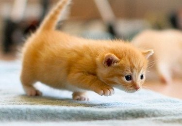 A tiny ginger kitten crouches on a blanket with one front paw raised.