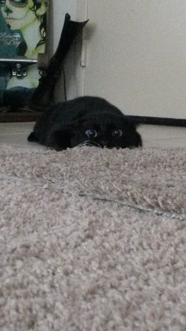 A black cat lays on the floor in "pounce mode." The cat is very flat and looks like it has melted into the floor. Their ears are flat against their head and their pupils are dilated.