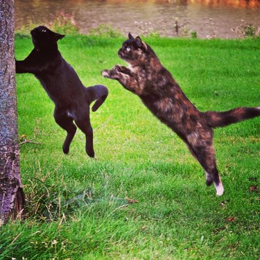 cats jumping into tree