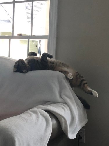 Cat sleeping on its back with its legs dangling on a blanket